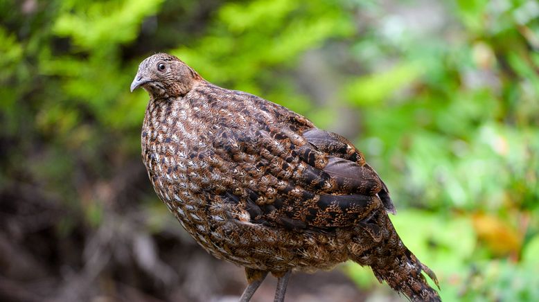 Zoo und so - Tierisch wild!