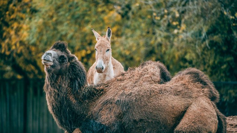 Zoo und so - Tierisch wild!