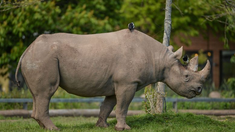 Zoo und so - Tierisch wild!