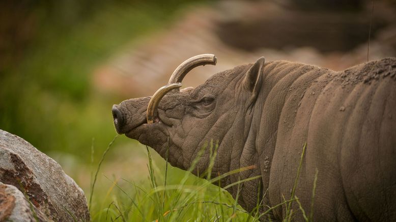 Zoo und so - Tierisch wild!