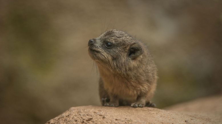 Zoo und so - Tierisch wild!