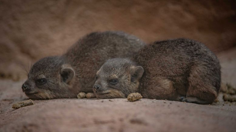 Zoo und so - Tierisch wild!