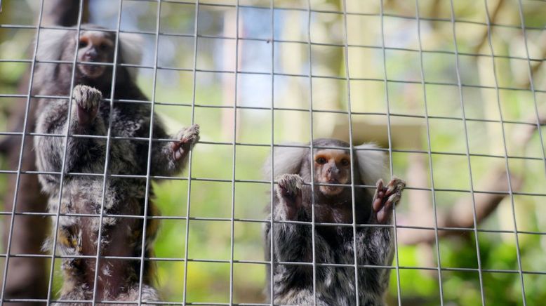 Tierliebe oder Quälerei - Exotische Haustiere