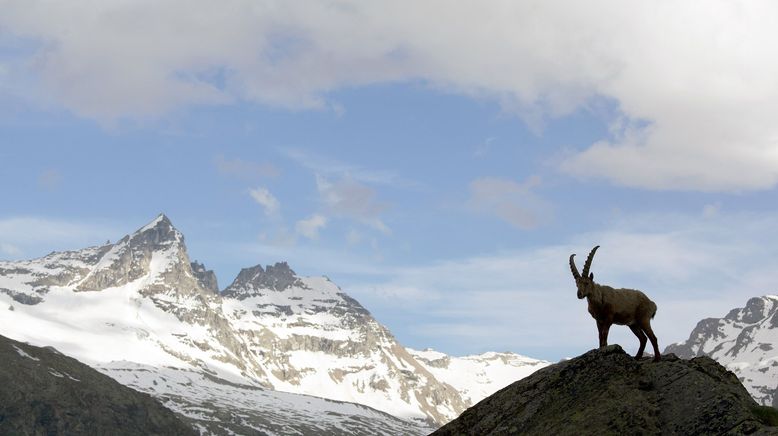 Ein Leben lang am Hang - Der Steinbock