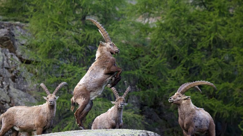 Ein Leben lang am Hang - Der Steinbock