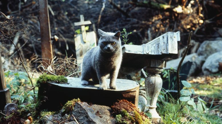 Friedhof der Kuscheltiere