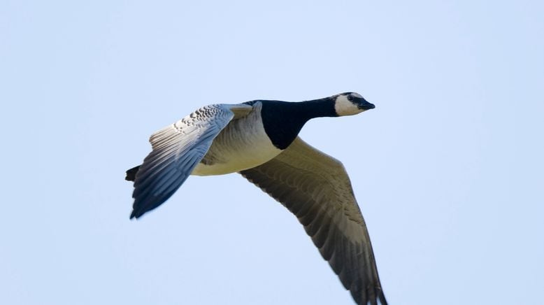 Tierisch abgefahren