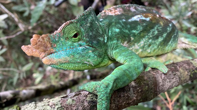 Unbekanntes Madagaskar