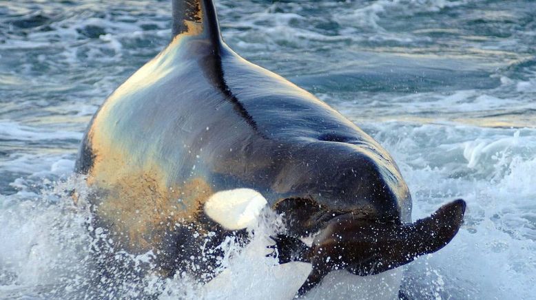 Killerwale - Die perfekten Meeresjäger