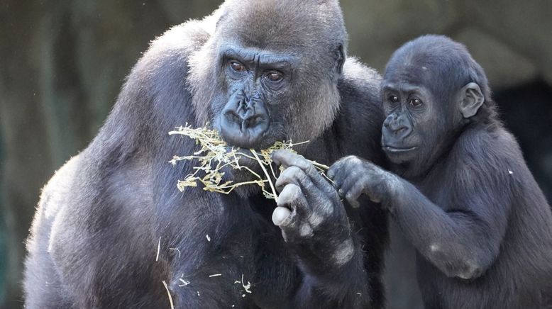 Taronga Zoo Hautnah