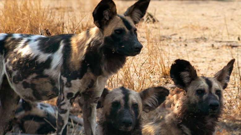 Wildhunde: Das Rudel gegen Löwen