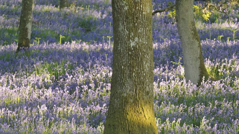 Schottlands neue Wildnis