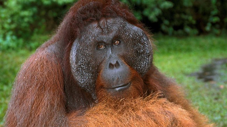 Kinabatangan, der Amazonas des Ostens