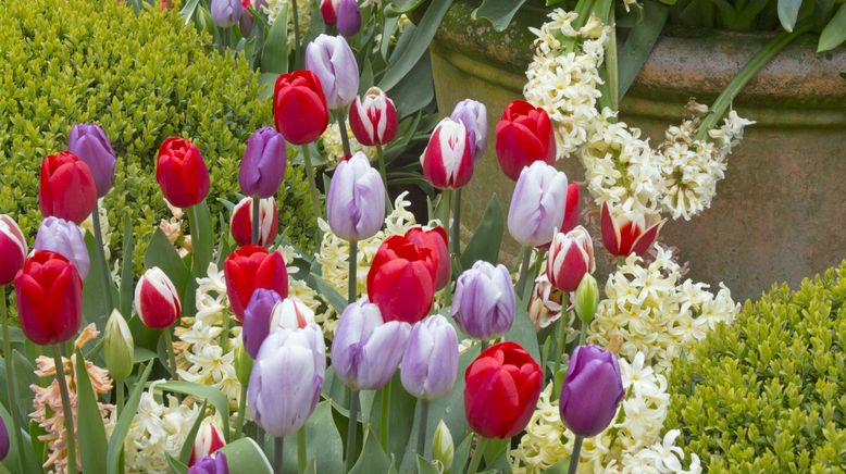 Pfingstrosen und Tulpen - Mitteldeutschlands Blumenmeer