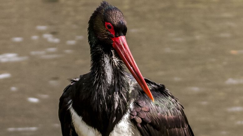 Abenteuer Wildnis