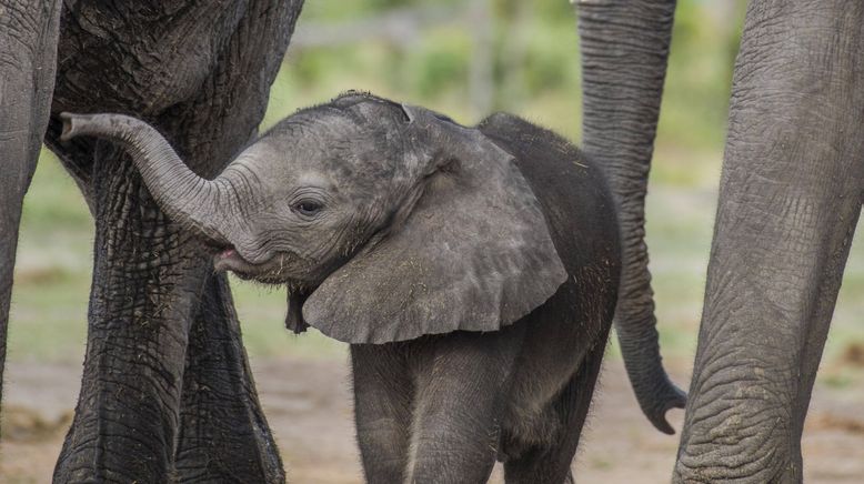 Afrikas wilde Tierwelt