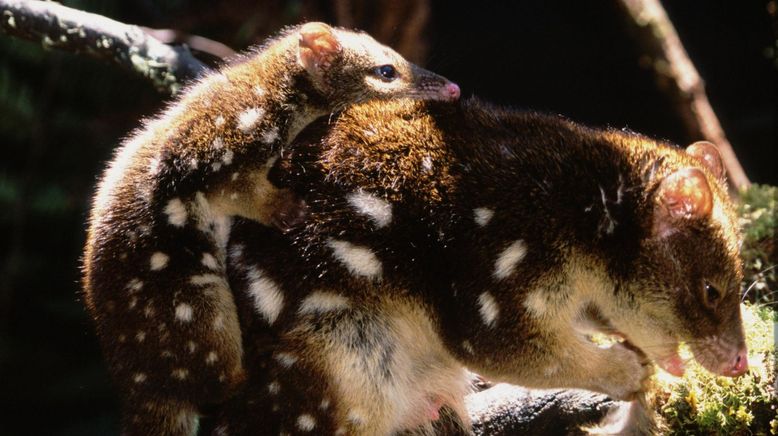 Tierbabys ganz groß