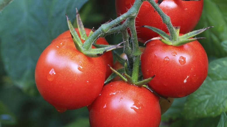 Ab ins Beet! Die Garten-Soap