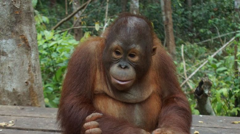 Orang-Utan Dschungelschule