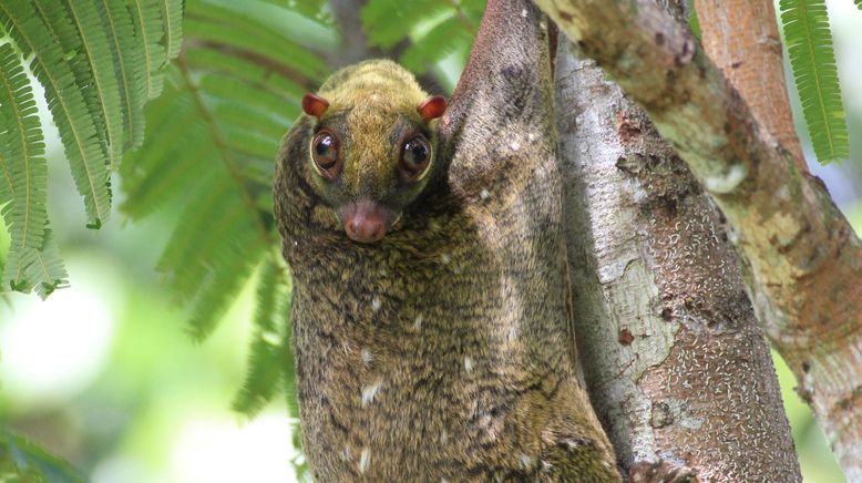 Borneos geheime Wildnis