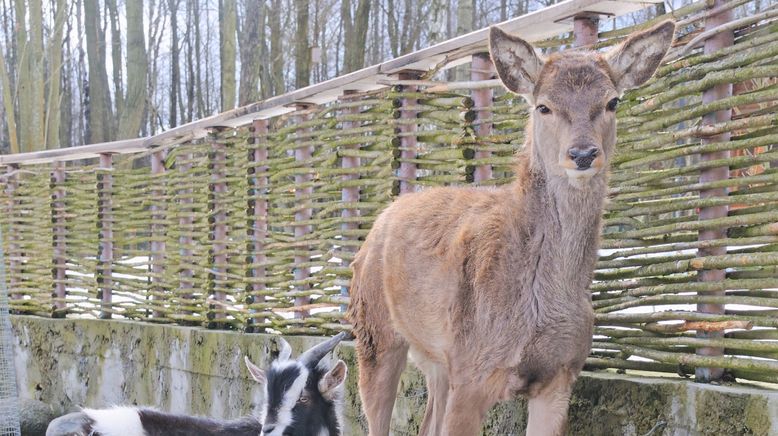 Tierische Freundschaften