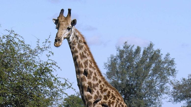 Afrikas tödlichste Jäger