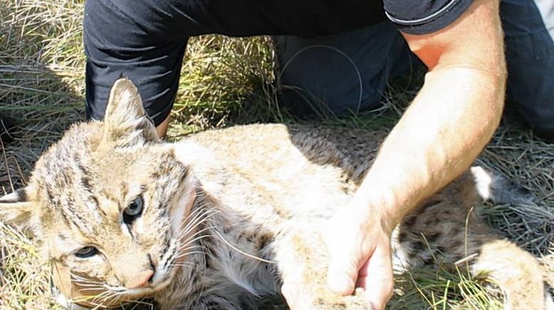 Deadly 60 - Die gefährlichsten Tiere der Welt