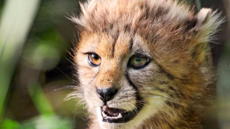 Das Waisenhaus für wilde Tiere