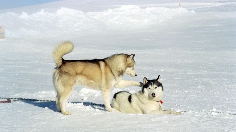 Antarctica - Gefangen im Eis