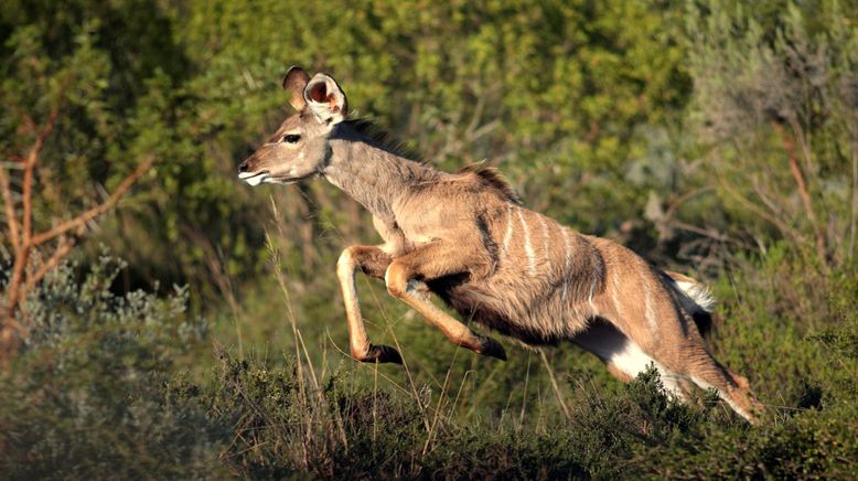 Tiere außer Rand und Band