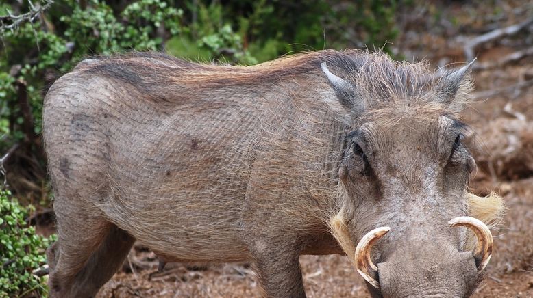 Tiere außer Rand und Band