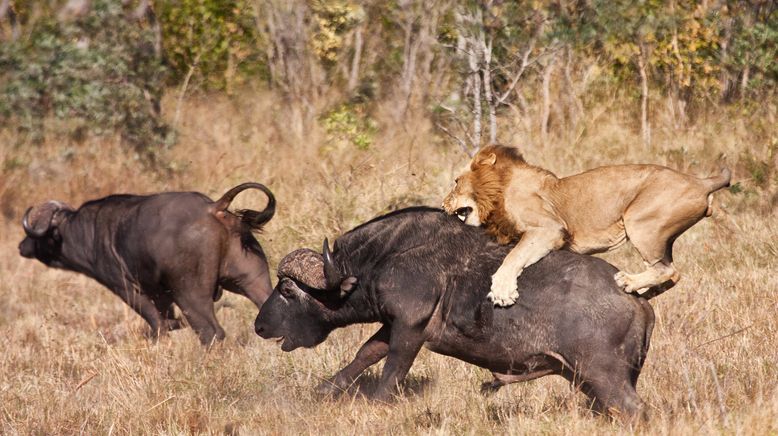 Tiere außer Rand und Band