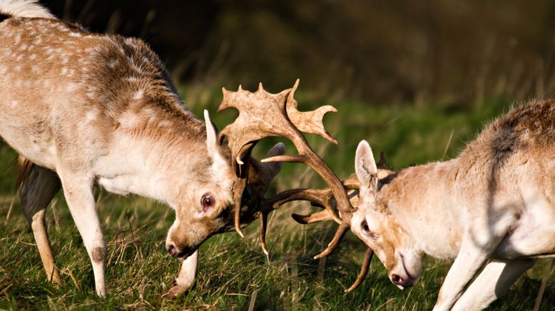 Tiere außer Rand und Band