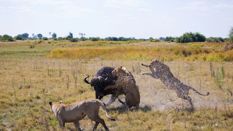 Tiere außer Rand und Band