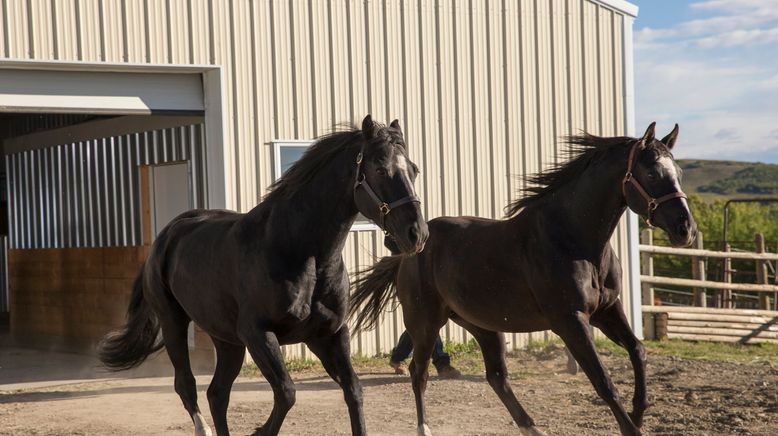 Heartland - Paradies für Pferde