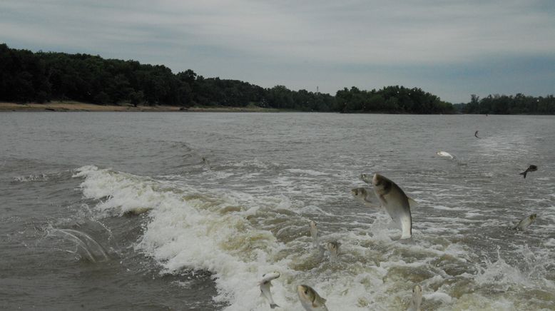 Auf der Suche nach dem Monsterfisch