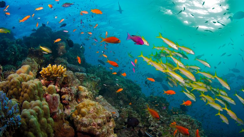 David Attenboroughs Great Barrier Reef