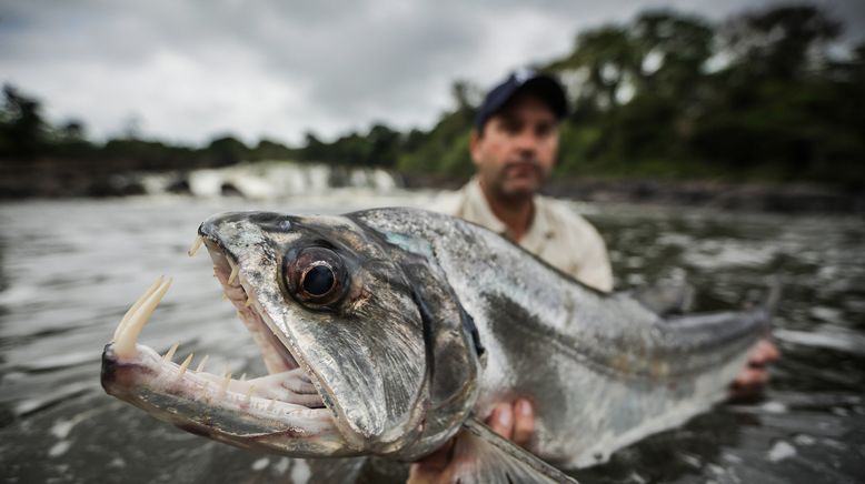 Auf der Suche nach dem Monsterfisch