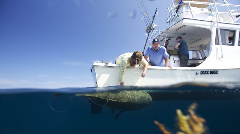 Auf der Suche nach dem Monsterfisch