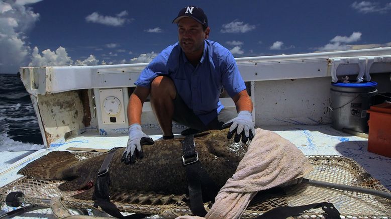 Auf der Suche nach dem Monsterfisch