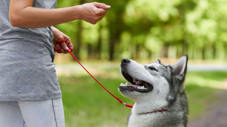 Die Super-Hunde-Nanny - Lehrerin für schwierige Felle