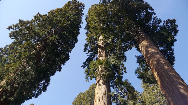 Redwood Kings - Träume aus Holz