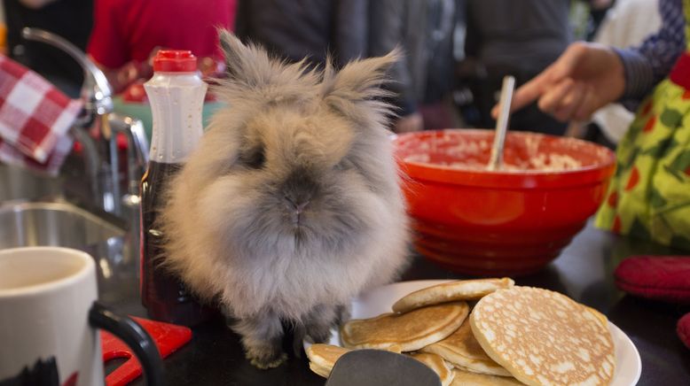 Eine tierische Weihnachtsgeschichte