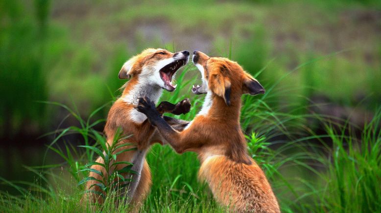 Animal Fight Club