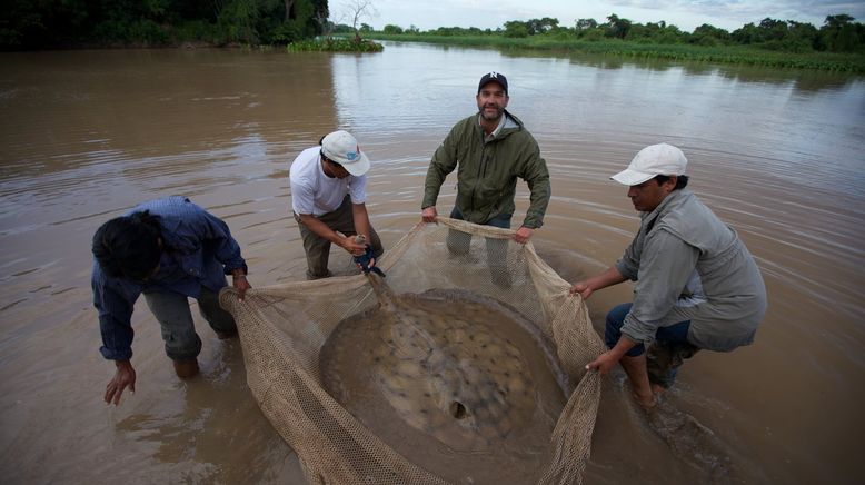 Auf der Suche nach dem Monsterfisch