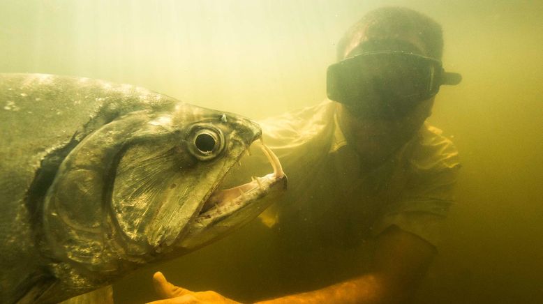 Auf der Suche nach dem Monsterfisch