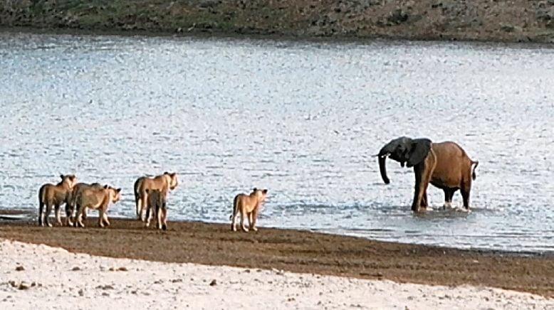 Tiere außer Rand und Band