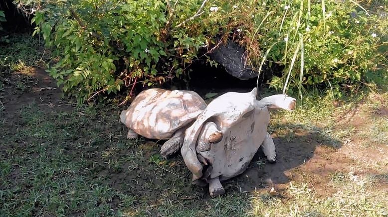 Tiere außer Rand und Band