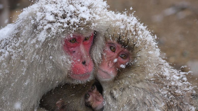 Witzig und wild - Die kuriosen Seiten der Tiere