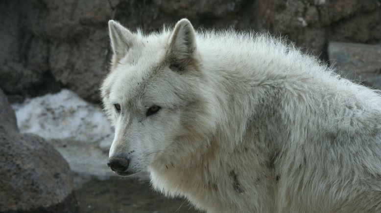 Traumreisen in die Tierwelt